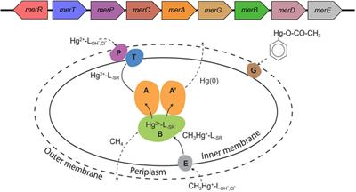 Expanded Diversity and Phylogeny of mer Genes Broadens Mercury Resistance Paradigms and Reveals an Origin for MerA Among Thermophilic Archaea